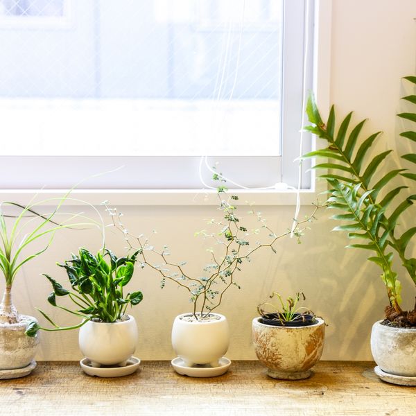 下落合で観葉植物の取り揃えが豊富な花屋をお探しの方はご利用ください