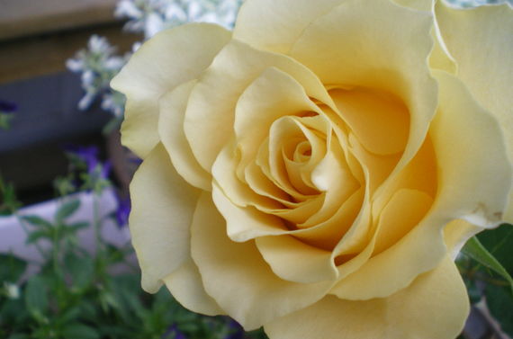 下落合で御卒業の御祝いのお花をお求めなら