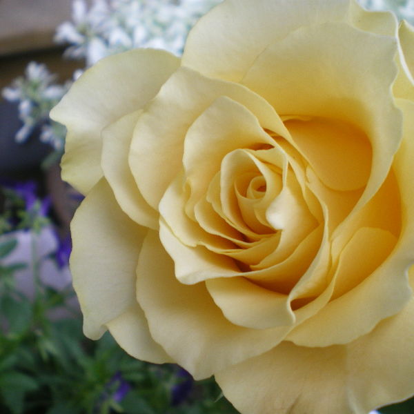 下落合で御卒業の御祝いのお花をお求めなら